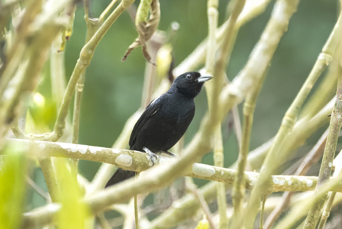 White-lined Tanager - ML614116889