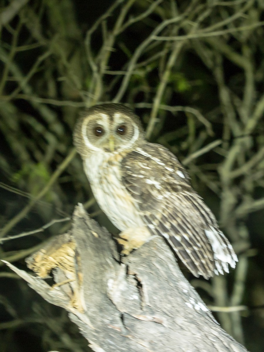 Mottled Owl - Rose Swift