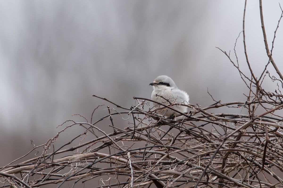 Northern Shrike - ML614116960