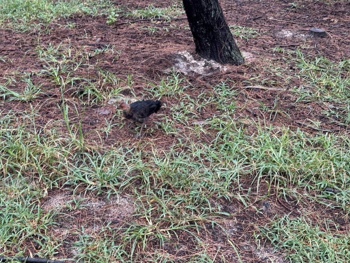 Australian Brushturkey - ML614117035