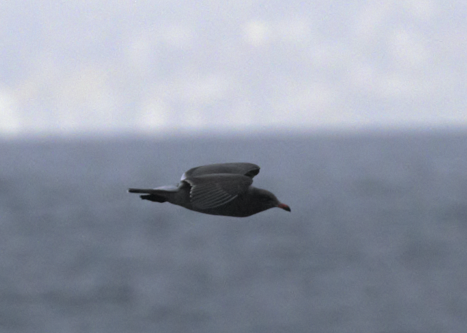 Heermann's Gull - ML614117058