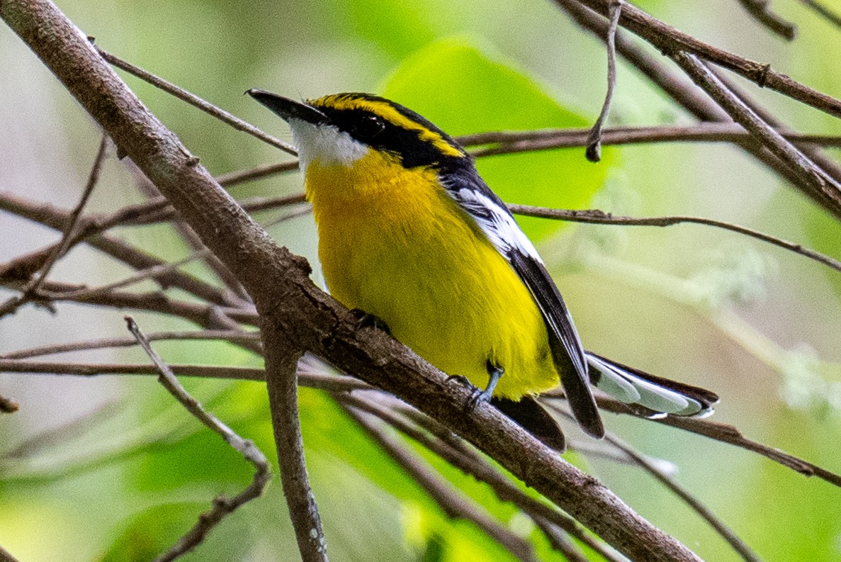 Yellow-breasted Boatbill - ML614117062