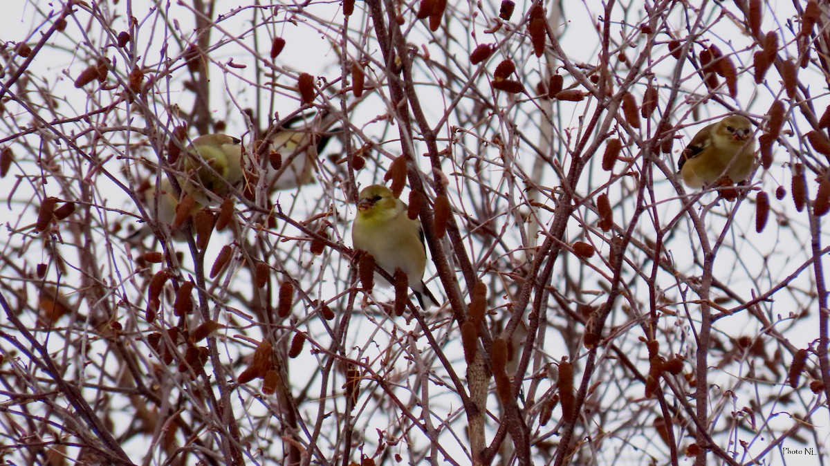 American Goldfinch - ML614117091