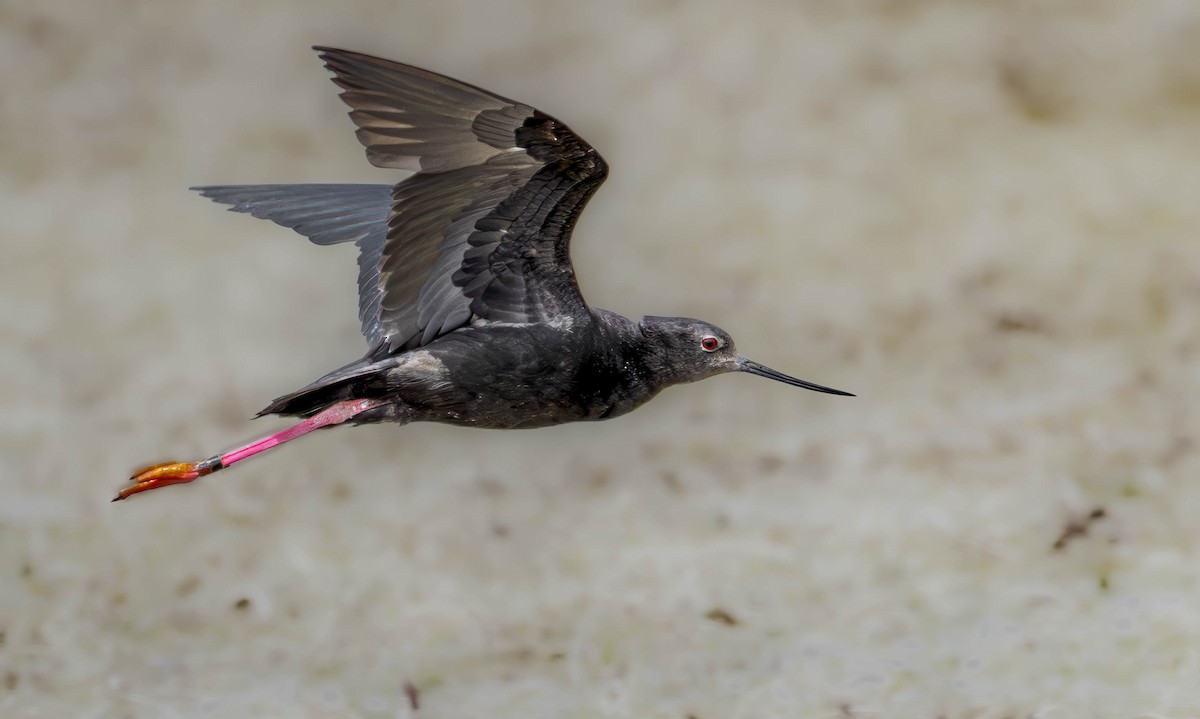 Black Stilt - ML614117151