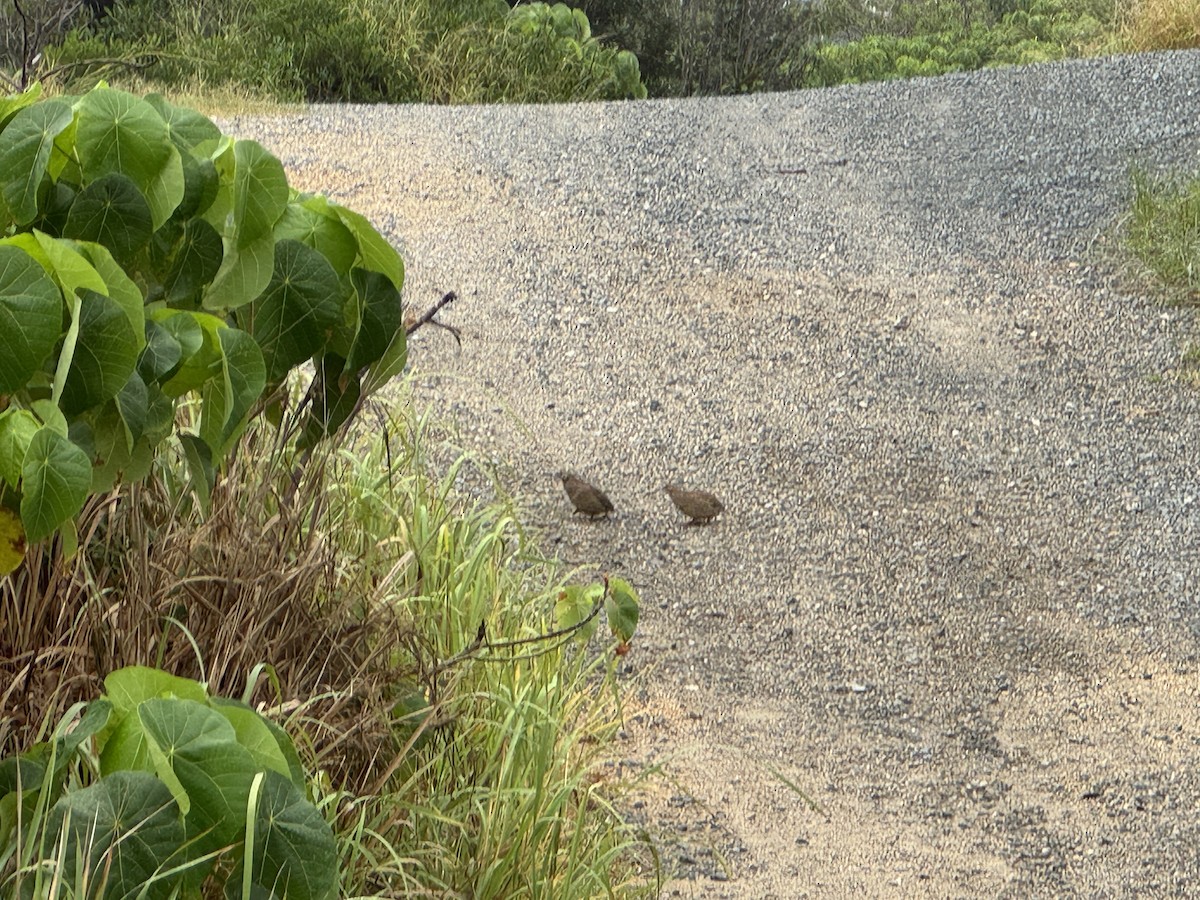 Brown Quail - ML614117171