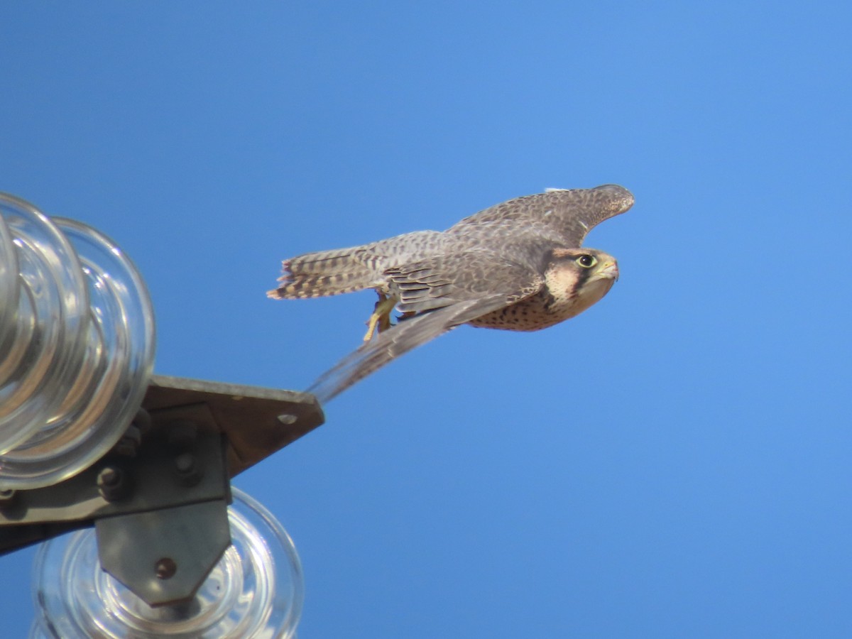 Lanner Falcon - ML614117175