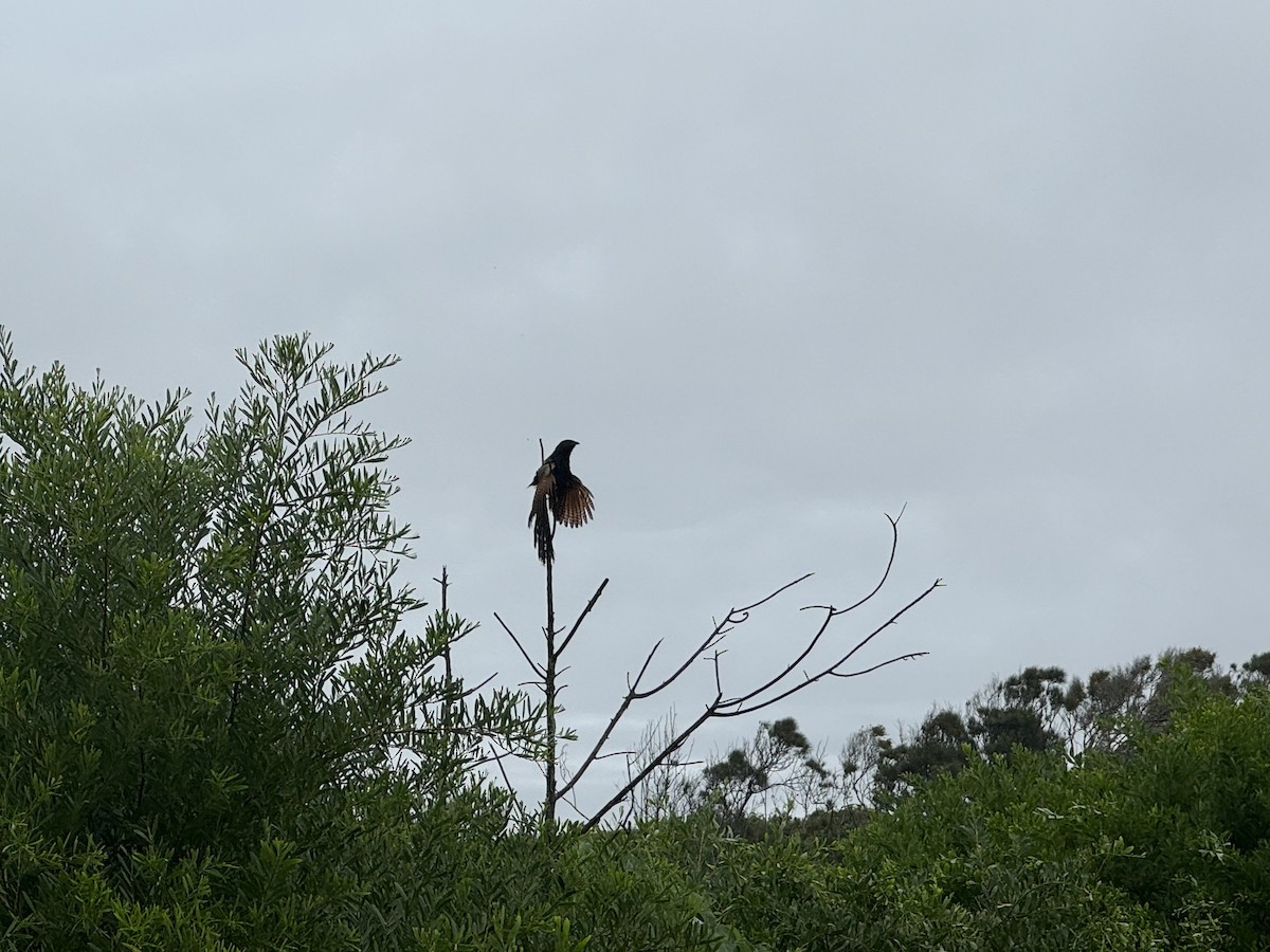 Pheasant Coucal - ML614117203