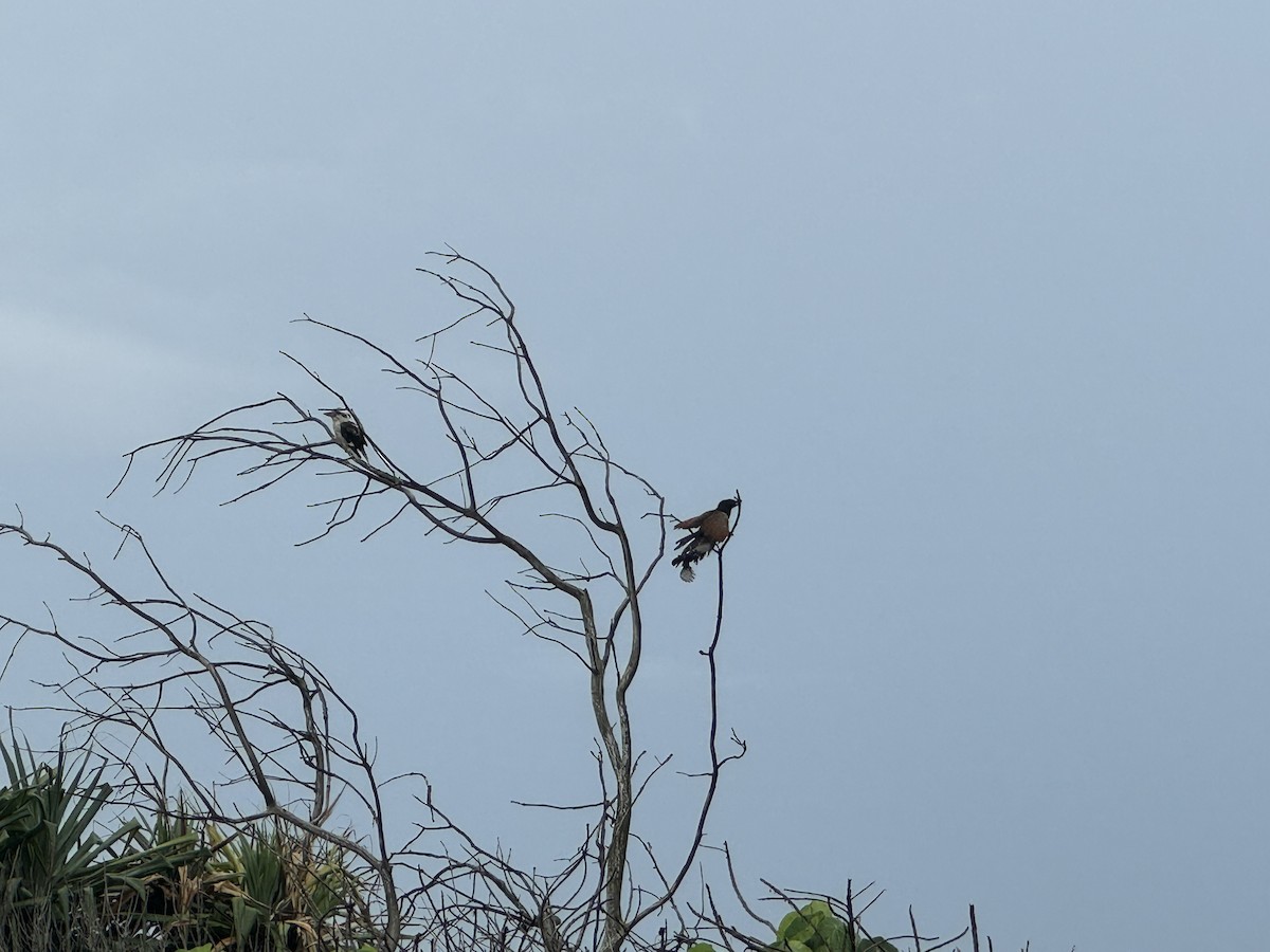 Pheasant Coucal - ML614117208