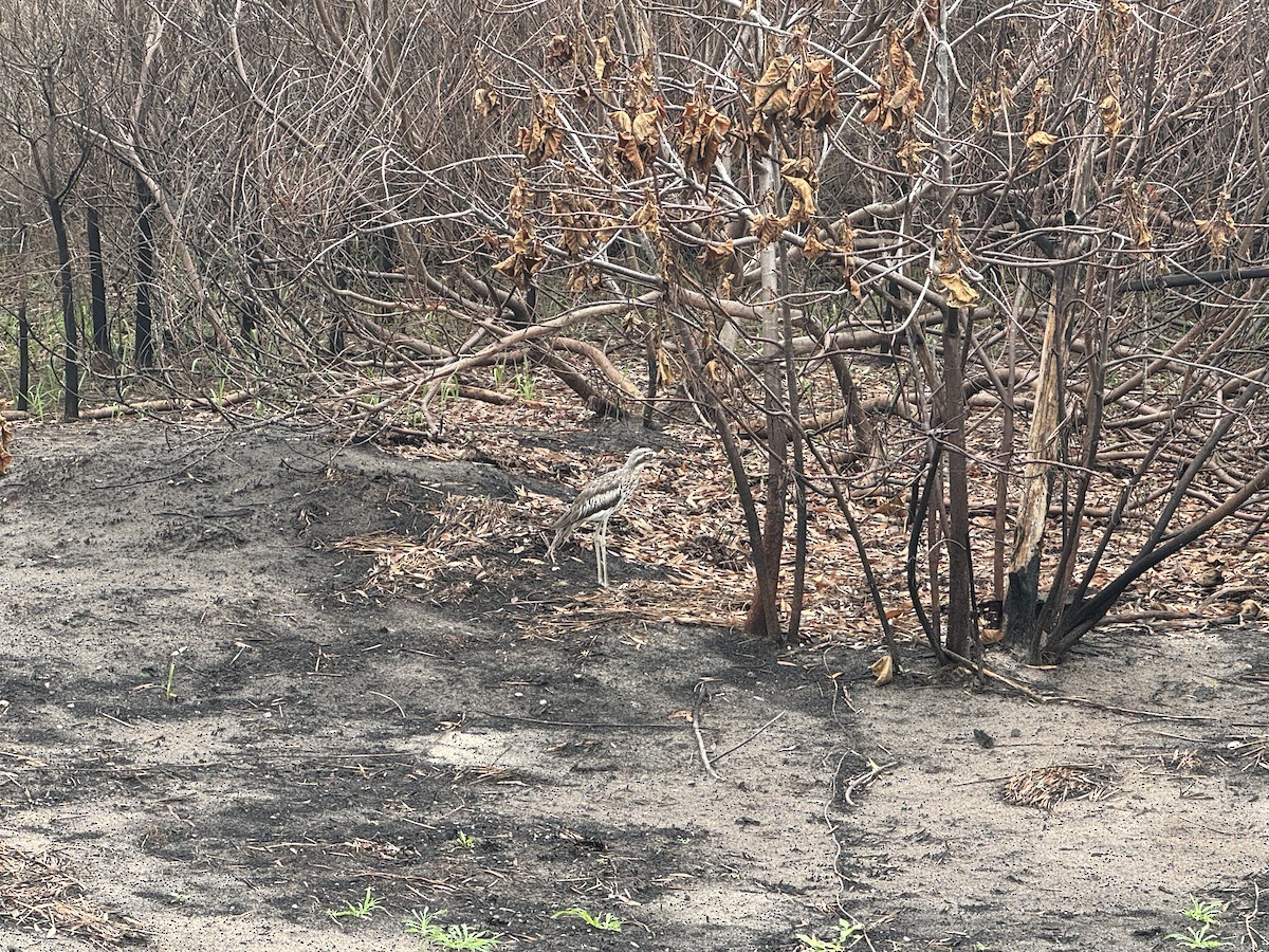 Bush Thick-knee - ML614117233