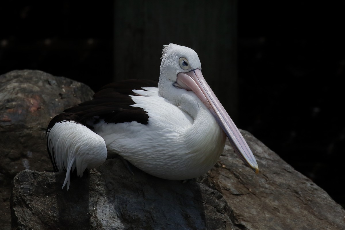 pelikán australský - ML614117261