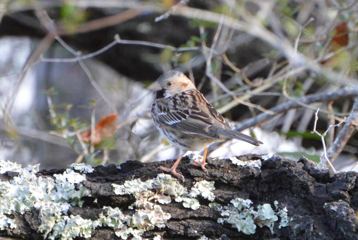 Harris's Sparrow - Bob Kornegay