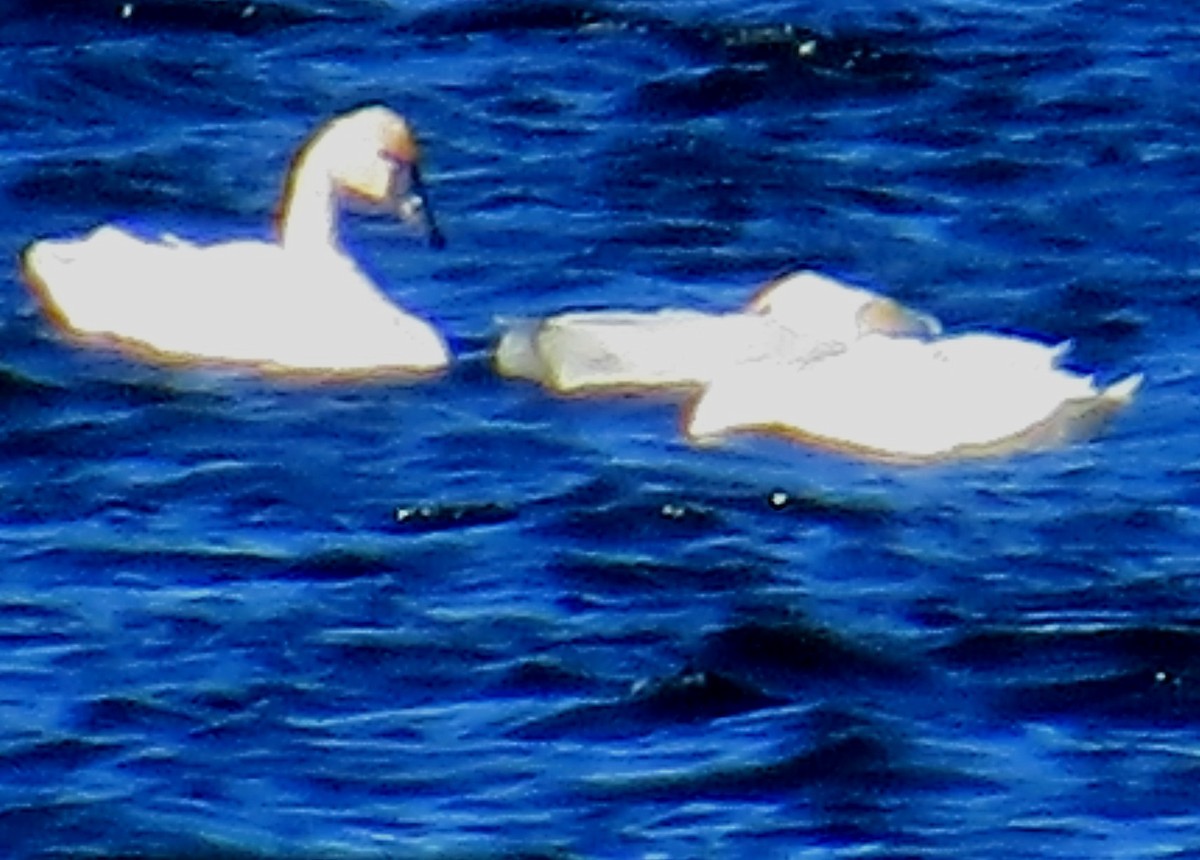 Tundra Swan - ML614117335