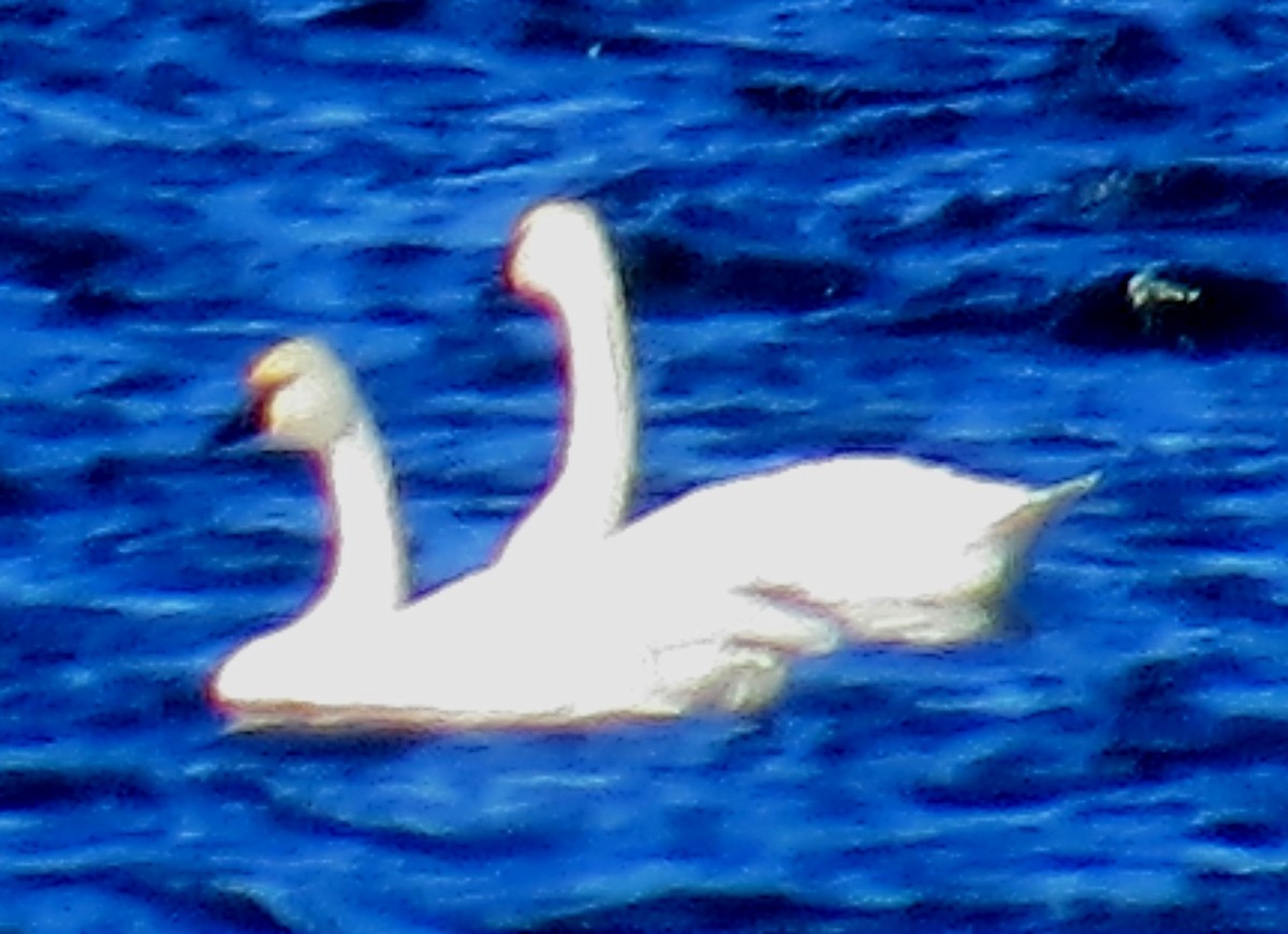 Tundra Swan - ML614117340