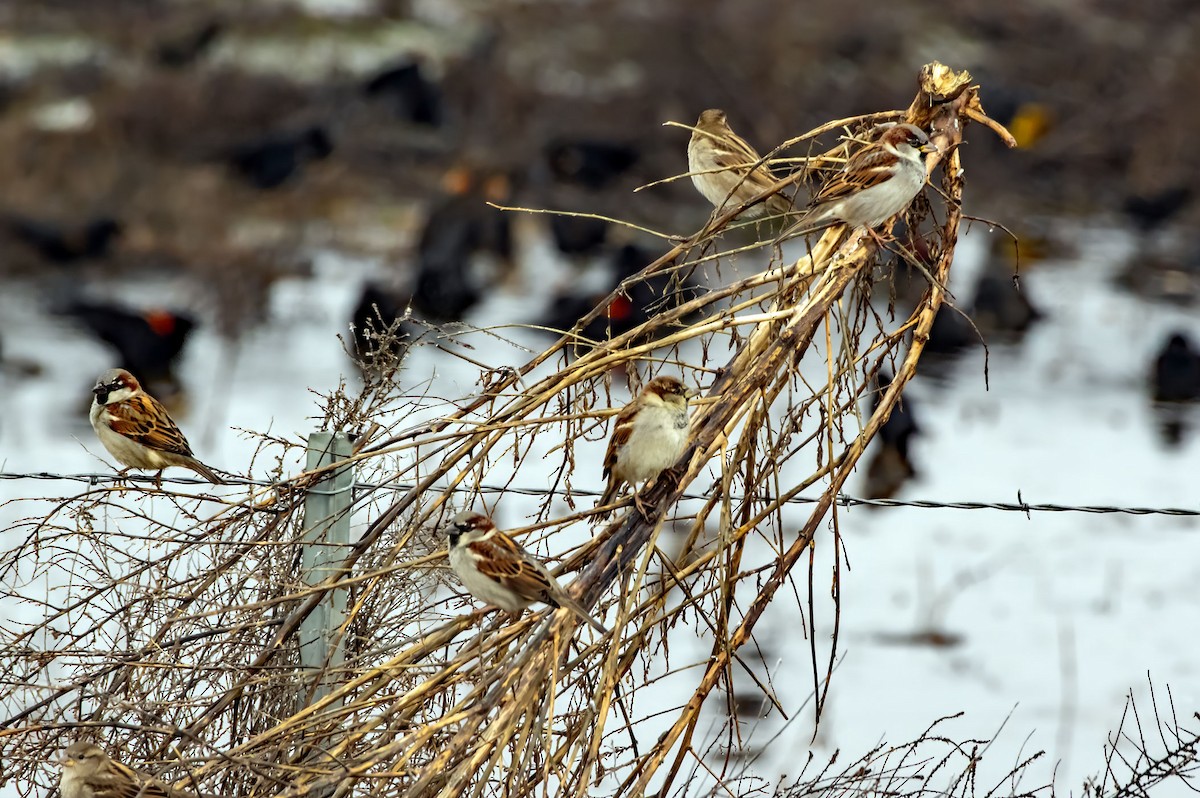 House Sparrow - ML614117347