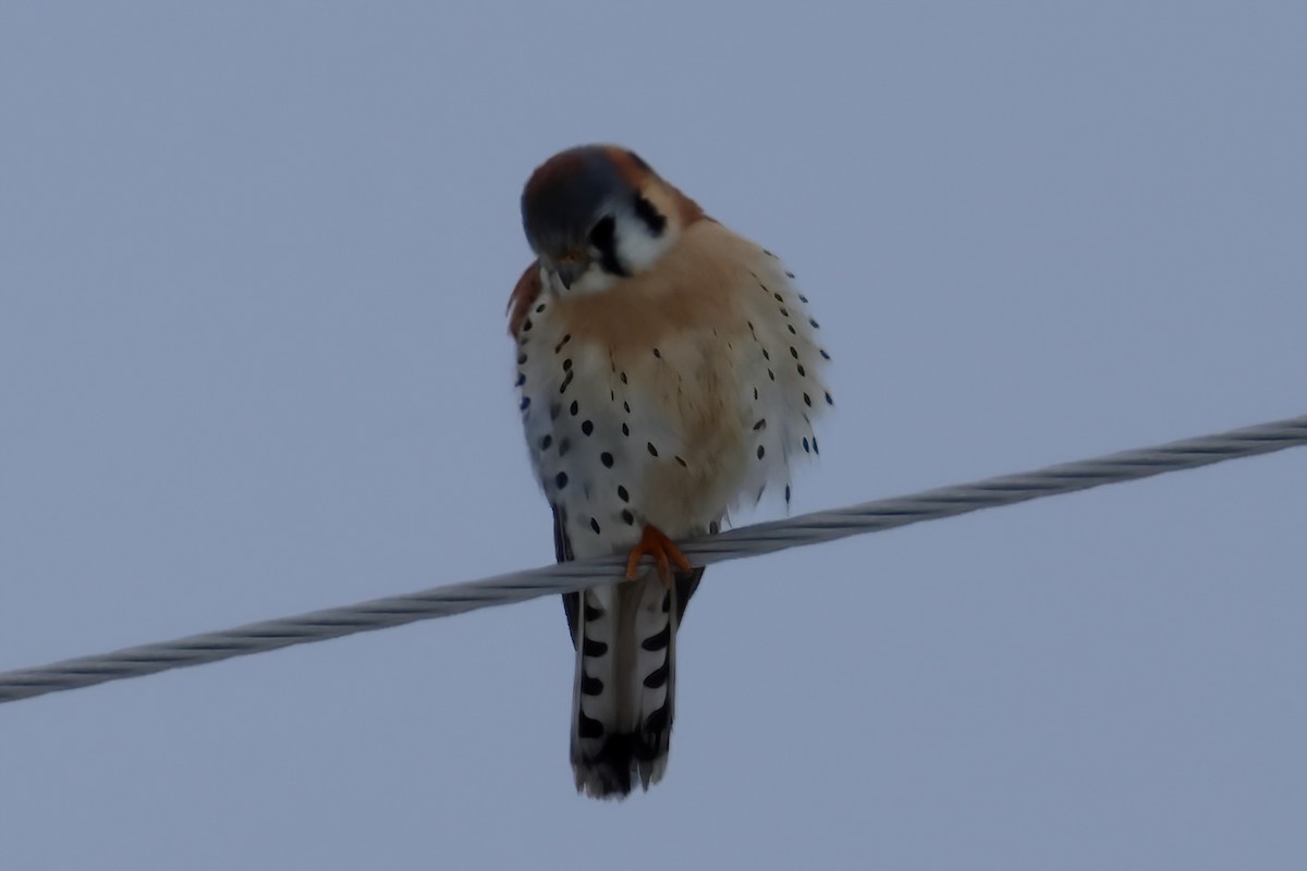 American Kestrel - ML614117398