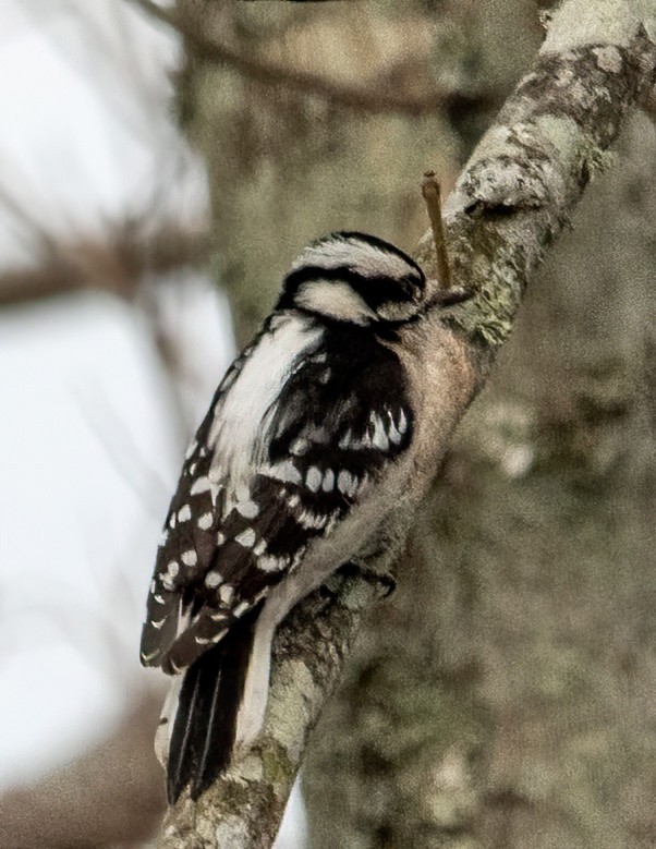 Downy Woodpecker - ML614117400