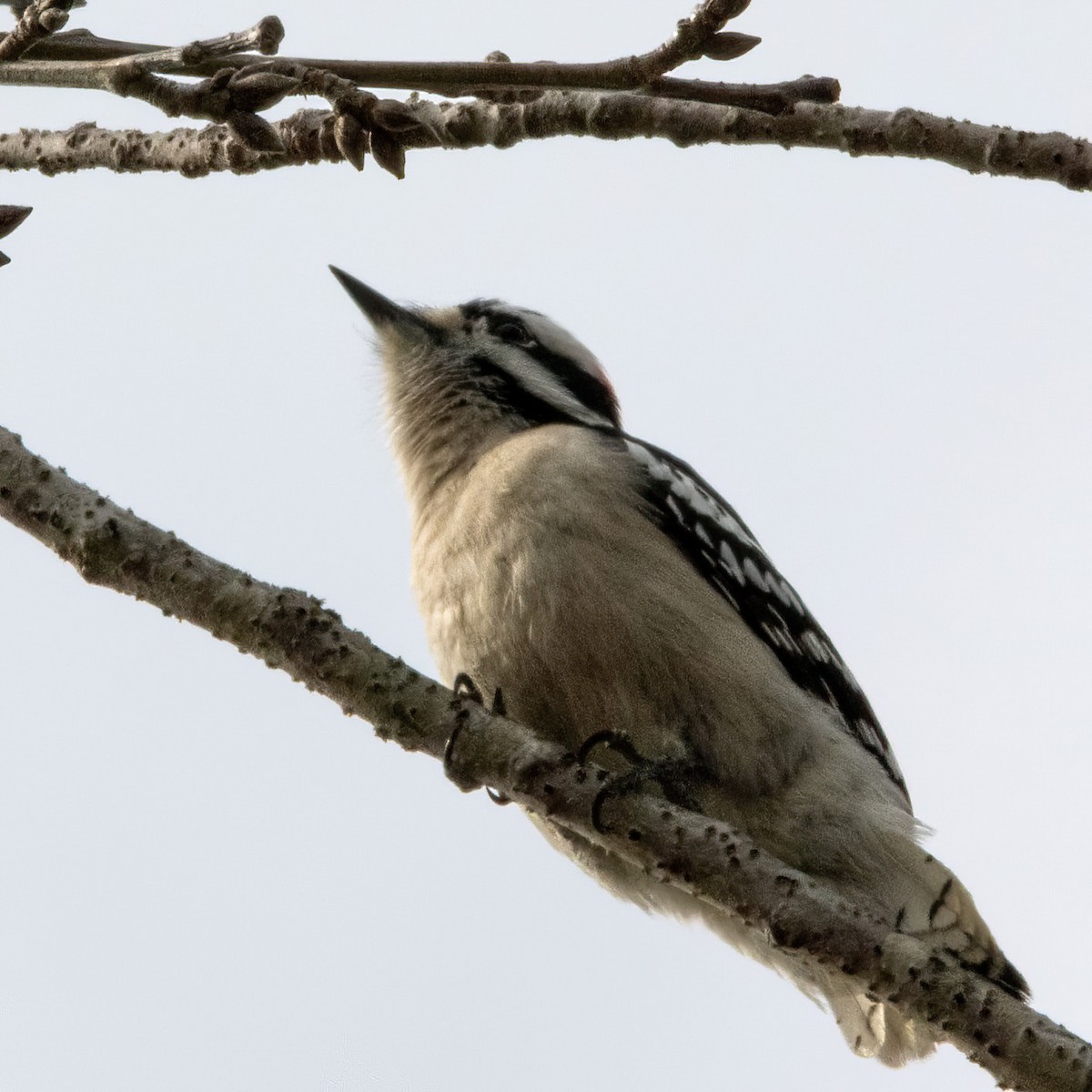 Downy Woodpecker - ML614117502