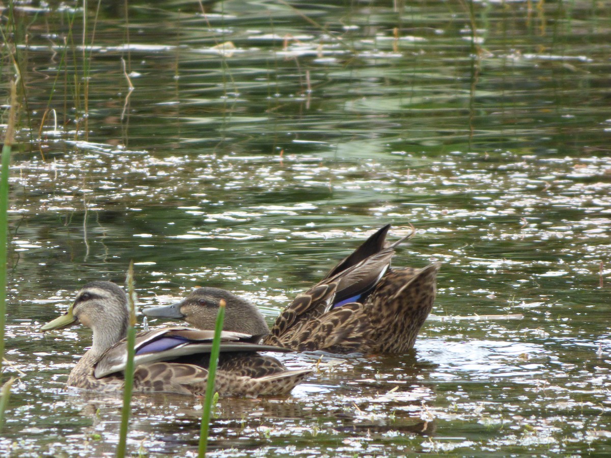 Mallard x Pacific Black Duck (hybrid) - ML614117545