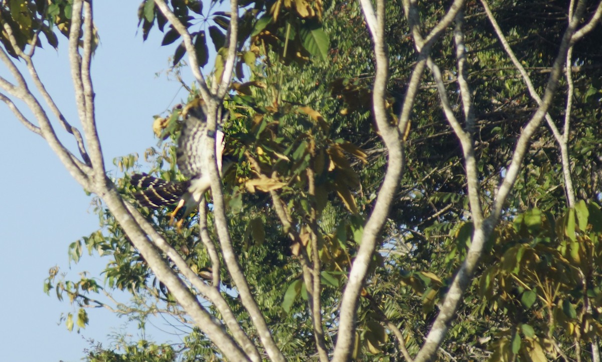 Collared Forest-Falcon - ML614117550