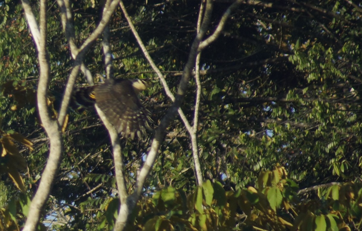 Collared Forest-Falcon - ML614117551