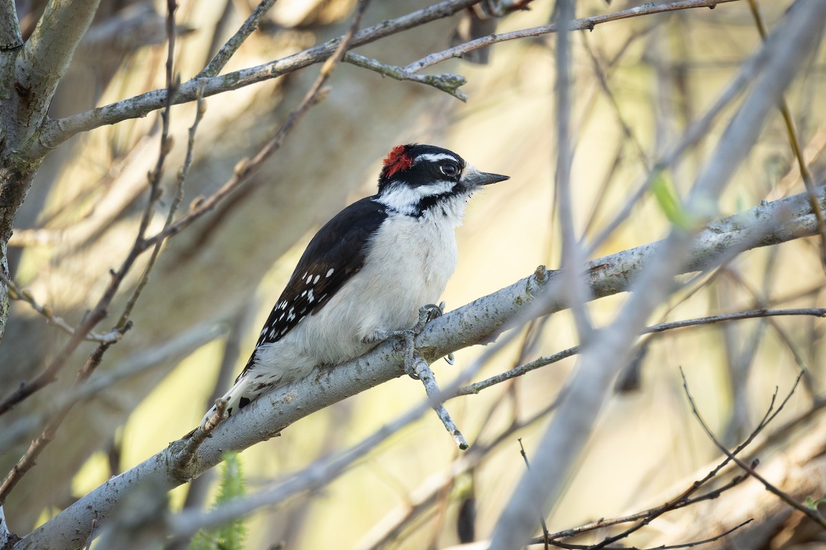 Downy Woodpecker - ML614117579