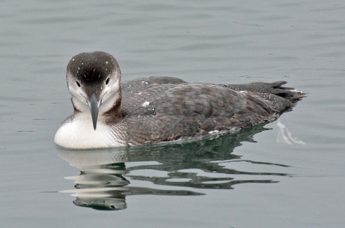 Common Loon - ML614117582