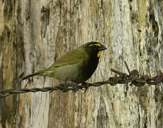 Yellow-faced Grassquit - Eugenia Boggiano