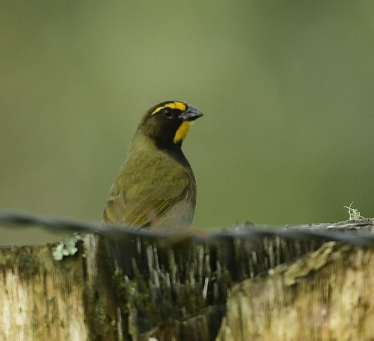 Yellow-faced Grassquit - Eugenia Boggiano