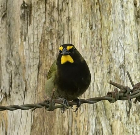 Yellow-faced Grassquit - ML614117678