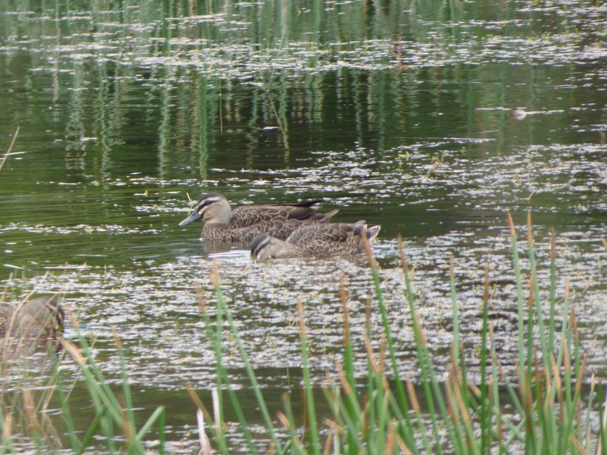 Mallard x Pacific Black Duck (hybrid) - ML614117745