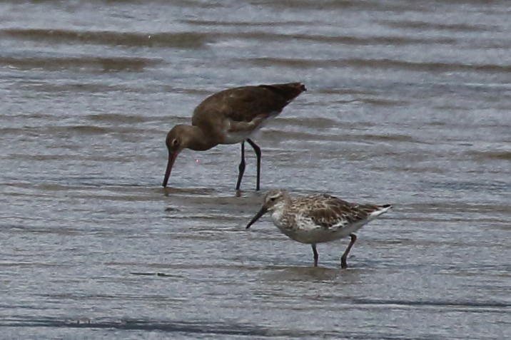 Black-tailed Godwit - Douglas Faulder