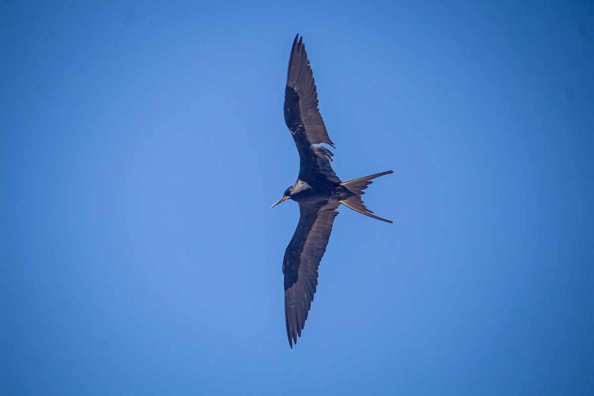 Magnificent Frigatebird - ML614117765