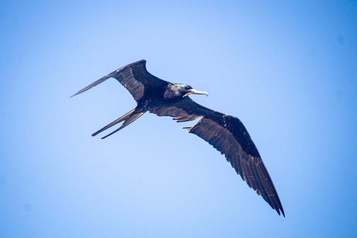 Magnificent Frigatebird - ML614117766