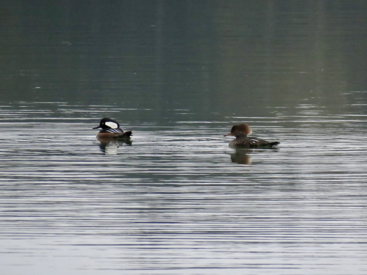 Hooded Merganser - ML614117802