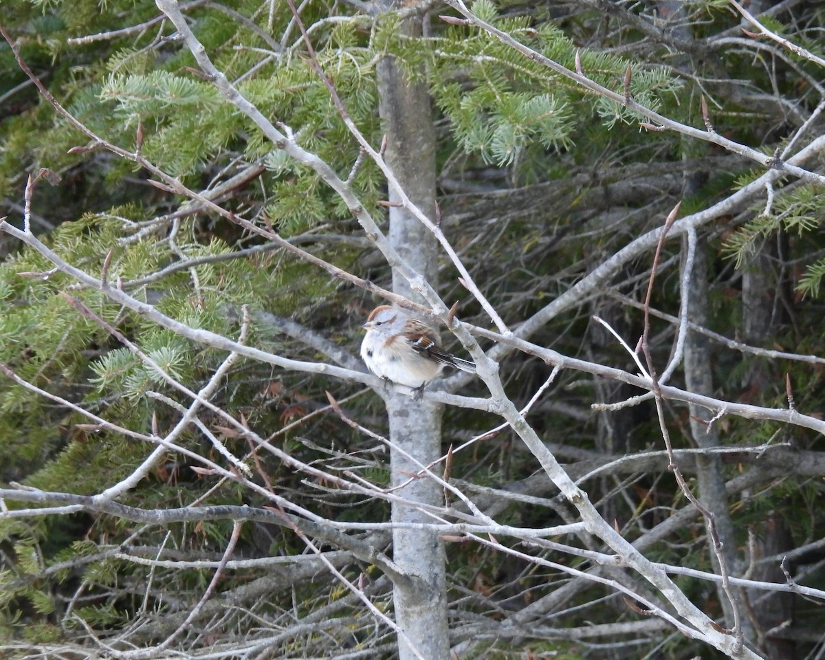 American Tree Sparrow - ML614117822