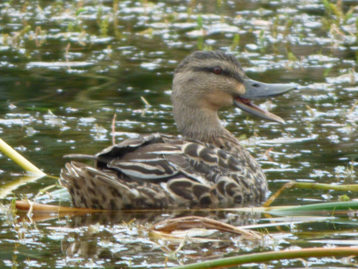 Mallard x Pacific Black Duck (hybrid) - Kimberly Rohling