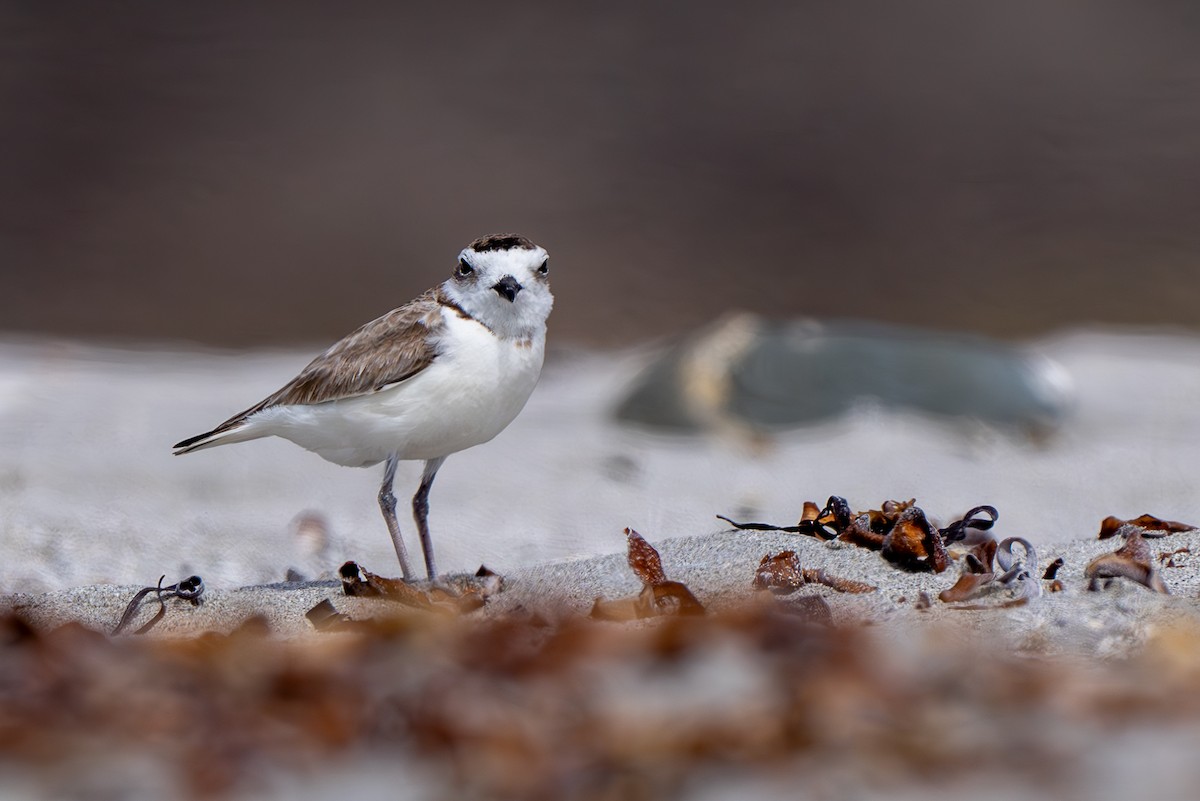 Snowy Plover - ML614117954