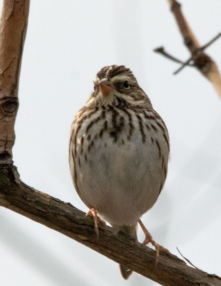 Vesper Sparrow - Matthew Dell