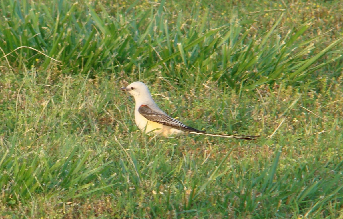 Scissor-tailed Flycatcher - Peggy Blair