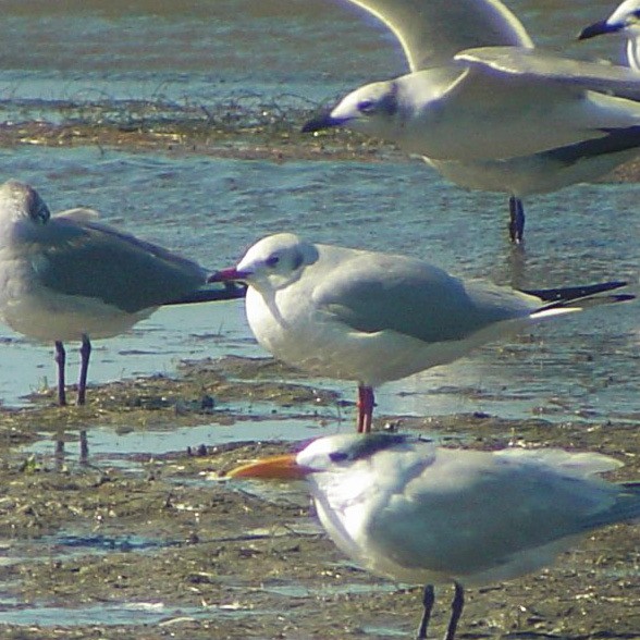 Black-headed Gull - ML614118011