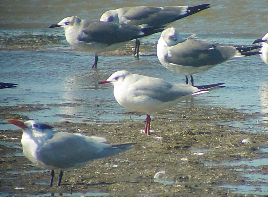 Mouette rieuse - ML614118013