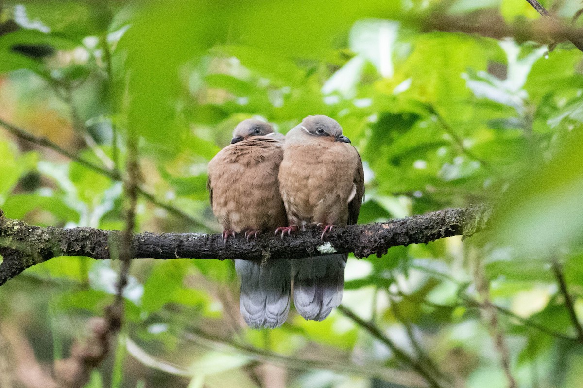 småbrundue (leucotis) - ML614118035