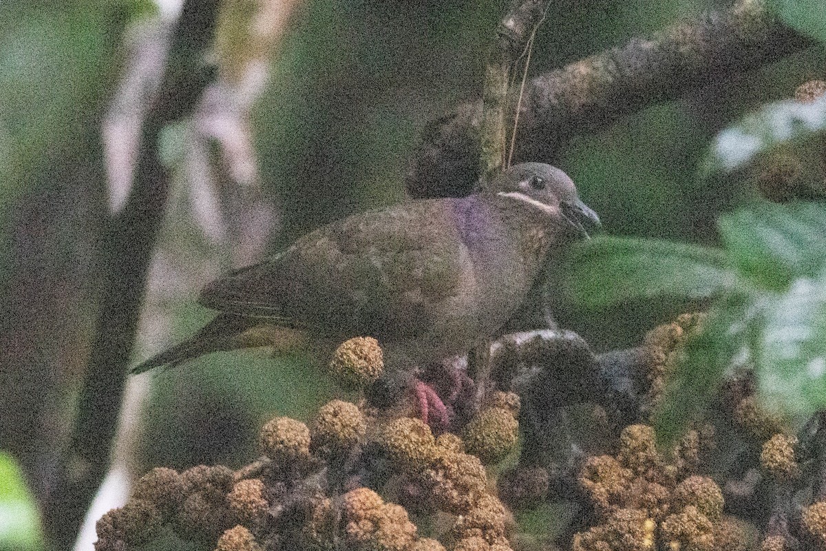 Ametist Esmer Kumrusu (amethystinus/imeldae) - ML614118040