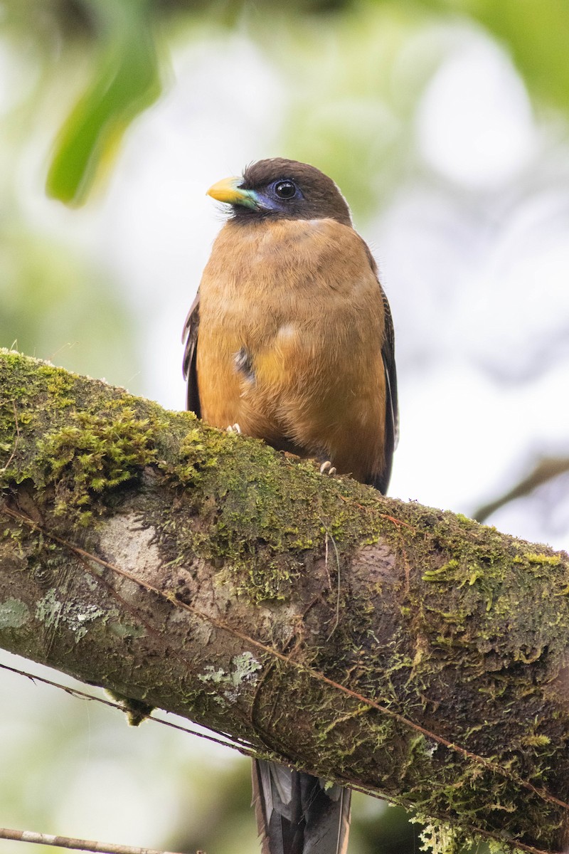 Philippine Trogon - ML614118199