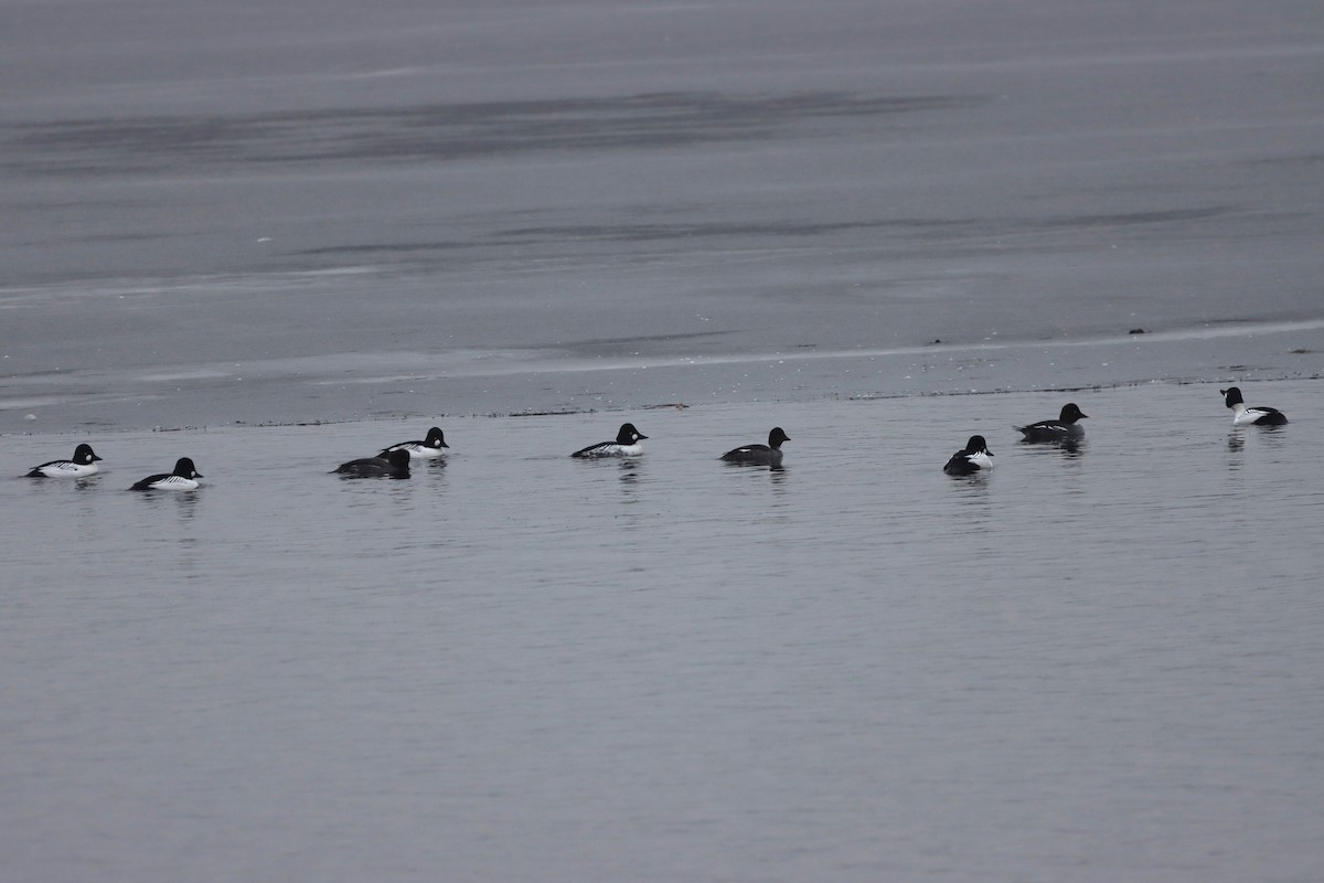 Common Goldeneye - ML614118206