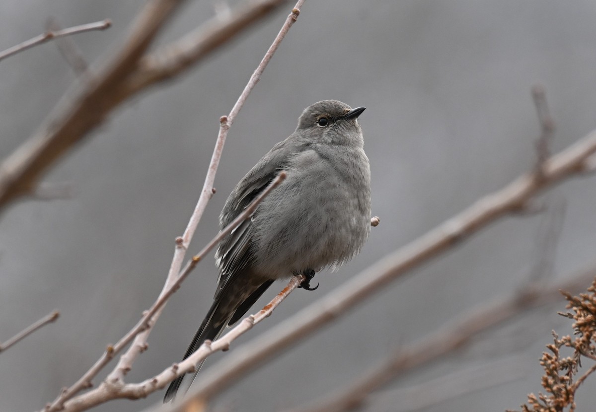 Townsend's Solitaire - ML614118215