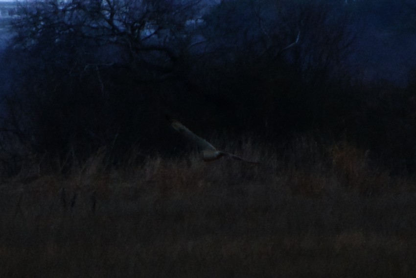 Short-eared Owl - Levi Burford