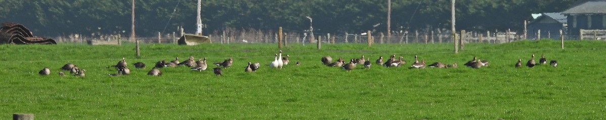Greater White-fronted Goose (Western) - ML614118298