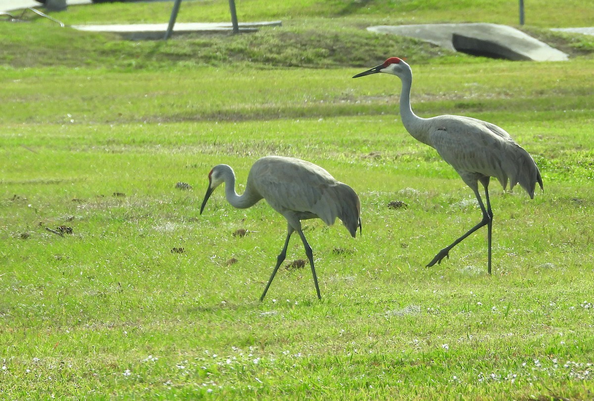 Sandhill Crane - ML614118470