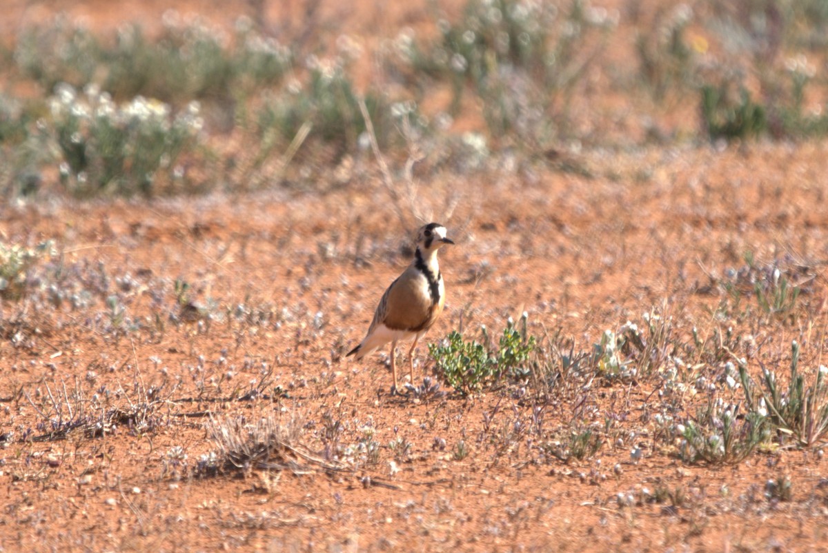 Chorlito Australiano - ML614118483